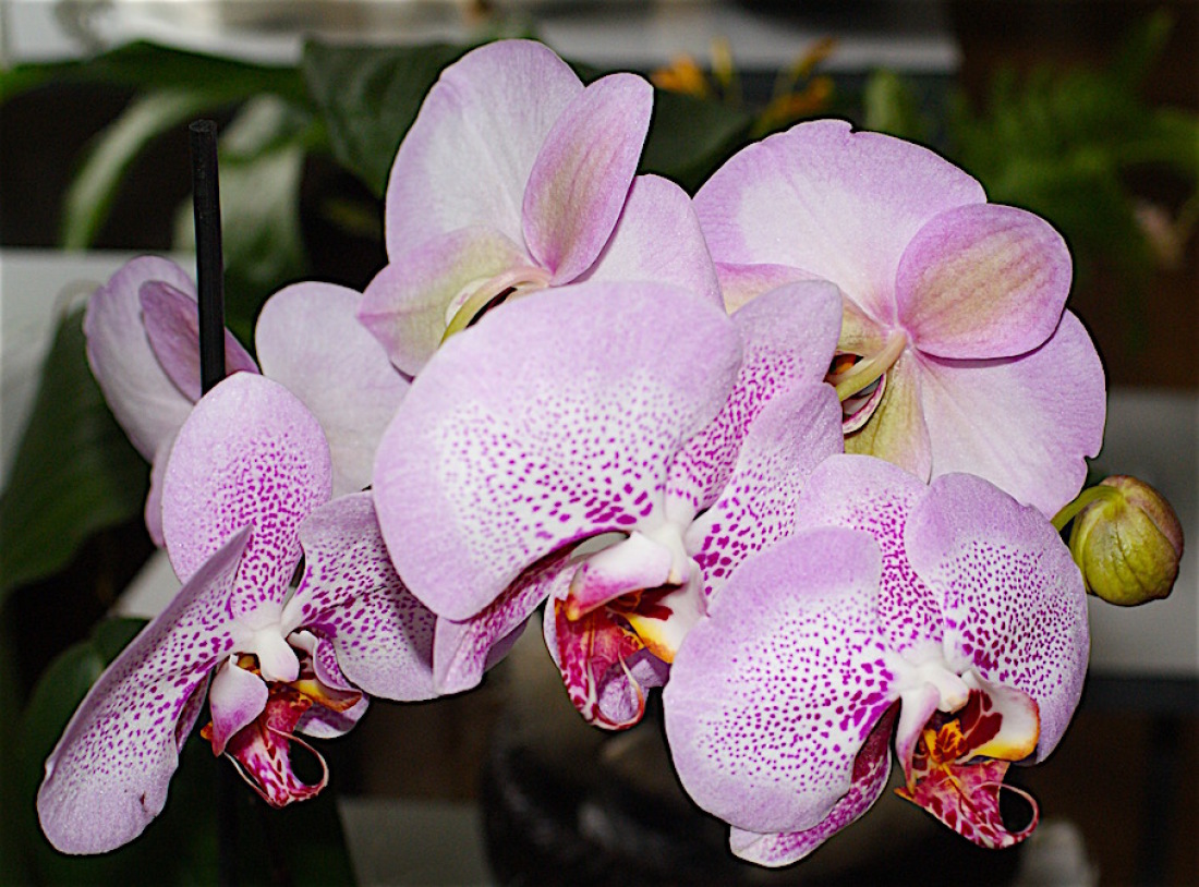 Орхидея аркс рэй фото и описание
